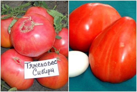 Описание сорта томата тяжеловес сибири: характеристика, отзывы, урожайность