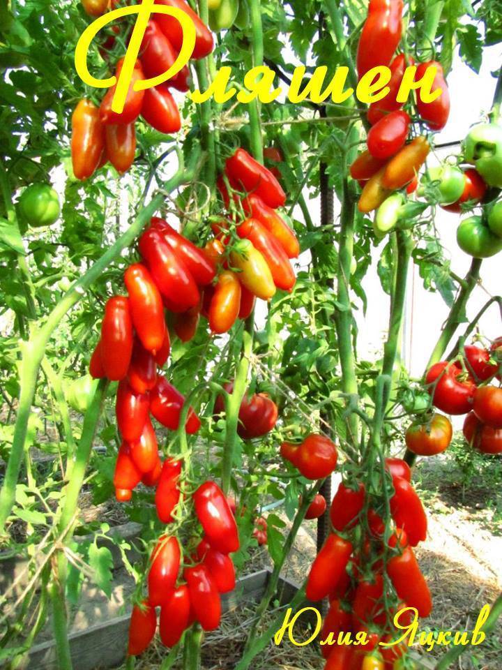 Фляшен томат: история, характеристики, агротехника, болезни и вредители