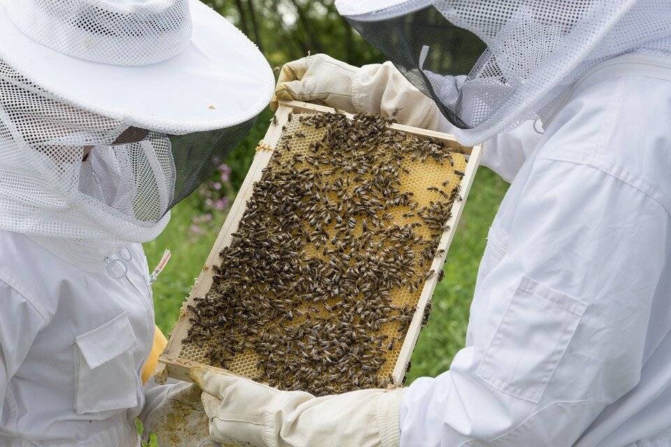 Развитие пчеловодческих хозяйств на урале | совет просто так