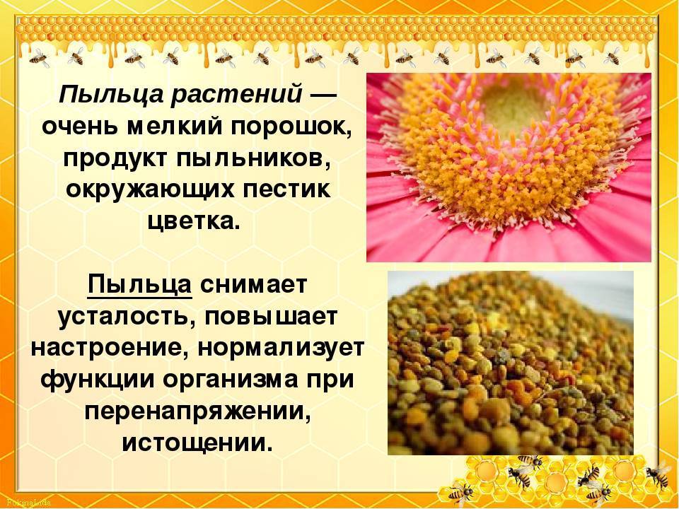 Пыльца цветочная обножка: полезные свойства и применение