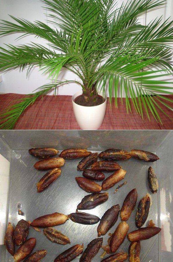Плоды финики — дерево плодоносящее в домашних условиях