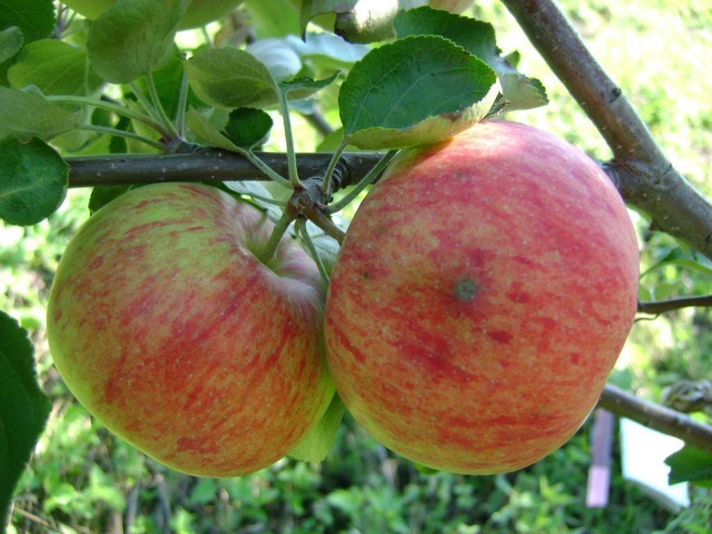 Яблоня боровинка: описываем развернуто