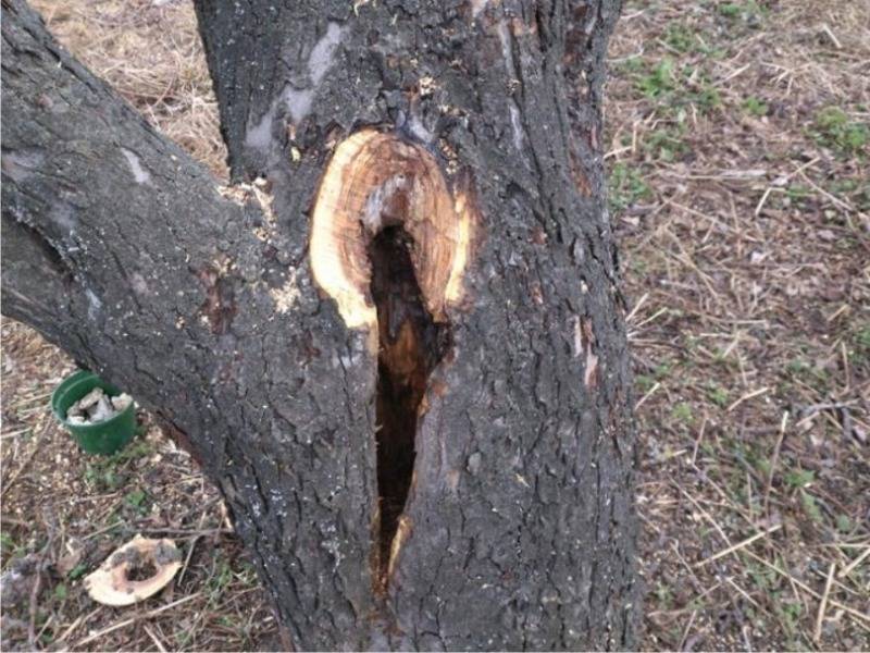 Чем заделать дупло в яблоне