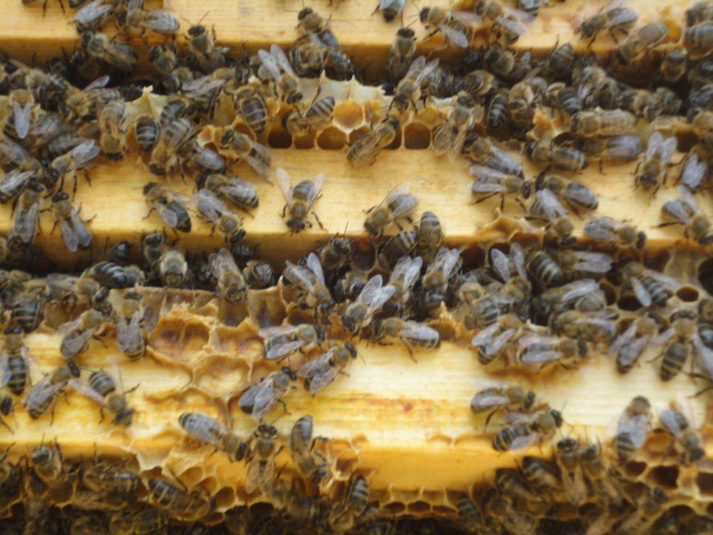 Среднерусские пчелы - фото, описание, особенности содержания и отзывы
