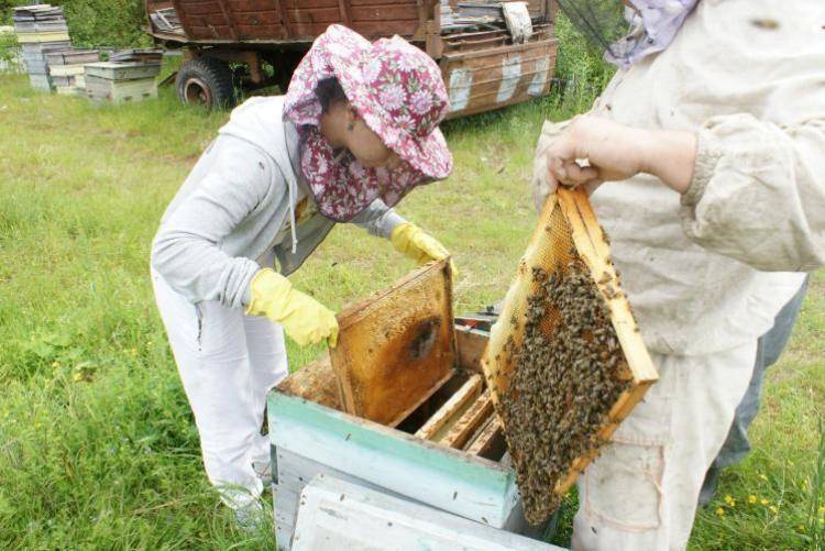 Весенние работы на пасеке: что делать весной с пчелами, какие заботы у пчеловода