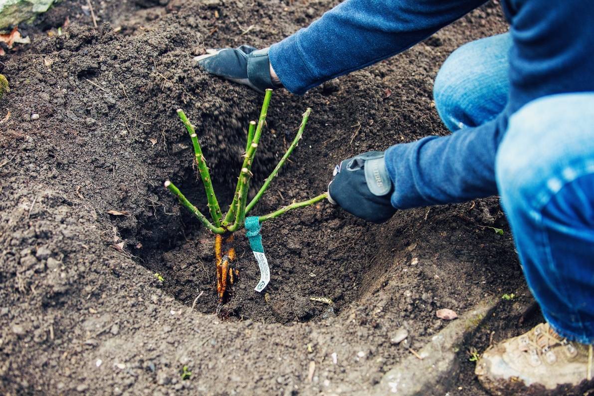 Выращивание пиретрума: инструкция, из семян, из рассады, посадка и уход