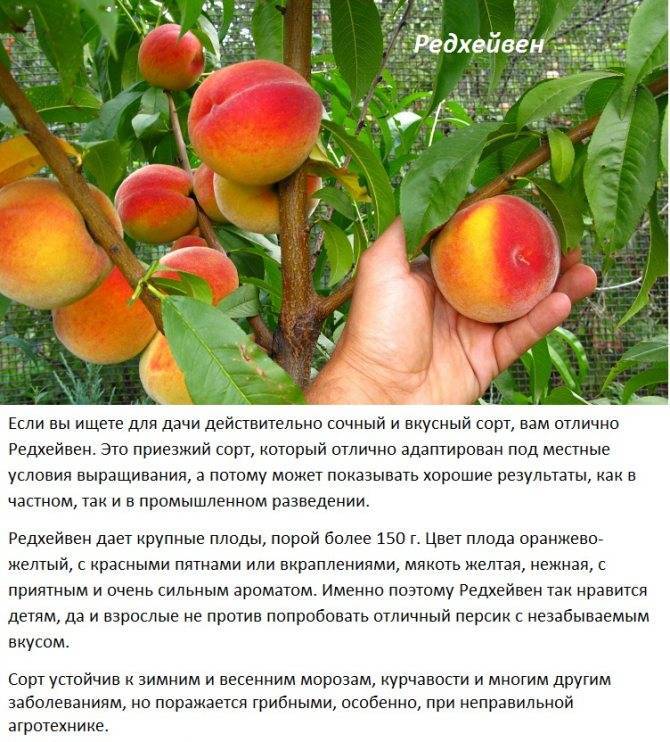 Лучшие сорта персиков для средней полосы россии - цветочнику