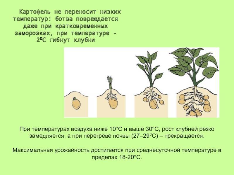 Технология выращивания картофеля: подготовка клубней к посадке весной, агротехника ухода и хранение урожая