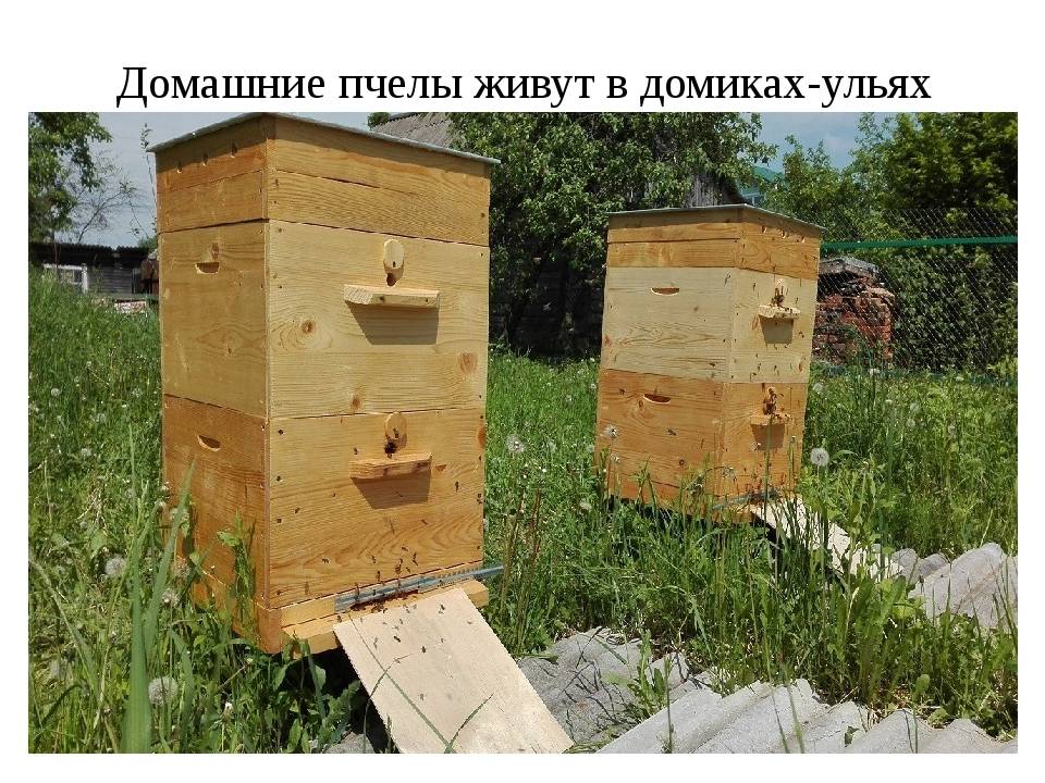 Сколько живет пчела:основные сроки жизни,рабочая особь, матка, трутень