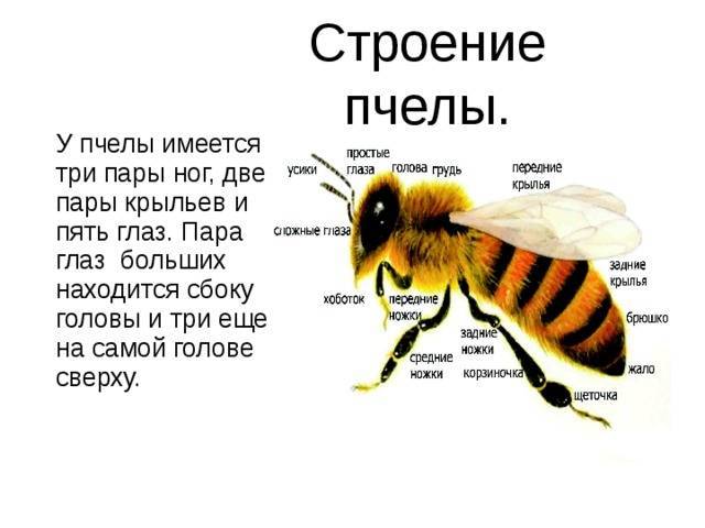 Осы: виды насекомых и их особенности