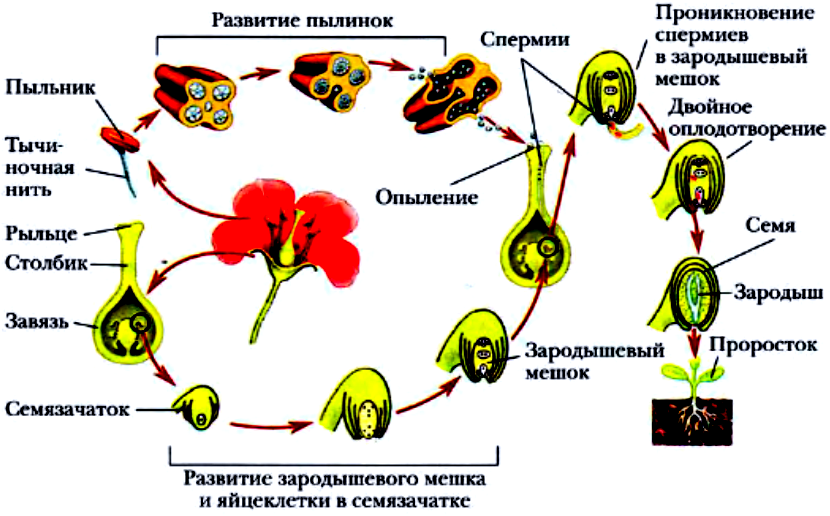 Исходные клетки полового размножения. Рисунок опыление и оплодотворение цветковых растений. Схема опыления и оплодотворения цветковых растений. Схема оплодотворения у цветковых растений. Размножение покрытосеменных растений схема.