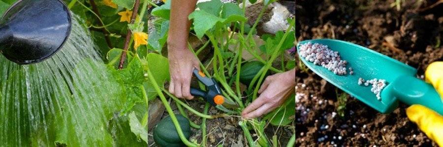 Как поливать кабачки в открытом грунте и теплице, чтобы быстрее росли