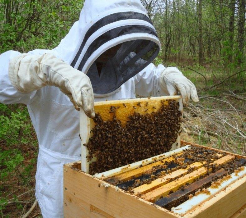 Пчеловодство для начинающих. как выбрать одежду и организовать пасеку на даче