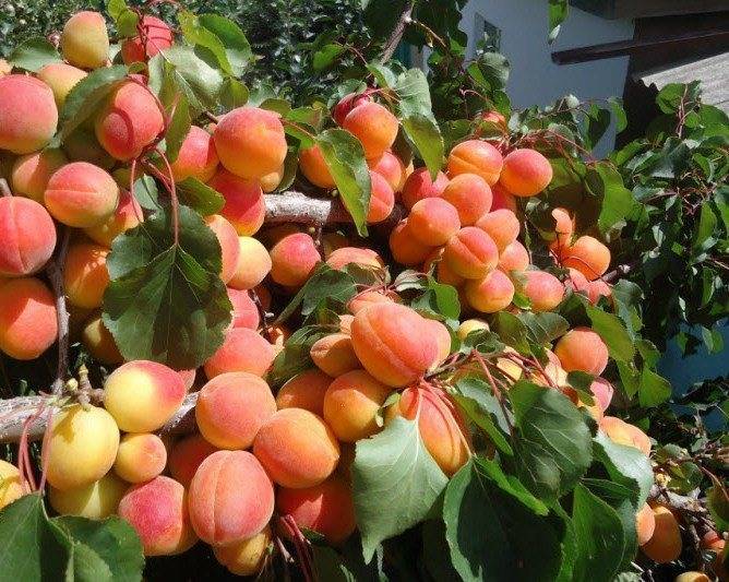 Сорта абрикос: самые вкусные и большие | огородники