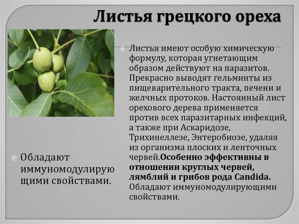 Как используются листья грецкого ореха в медицине - советдня