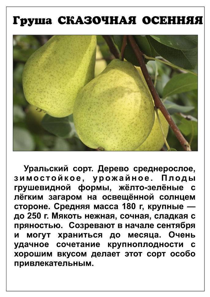 Груша русская красавица: описание и характеристика сорта, выращивание, посадка и уход