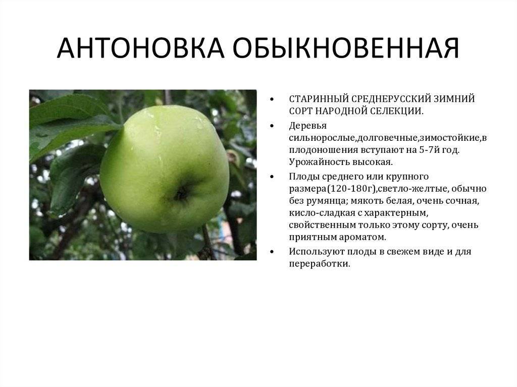 Описание и характеристики яблони сорта Орлинка, тонкости выращивания