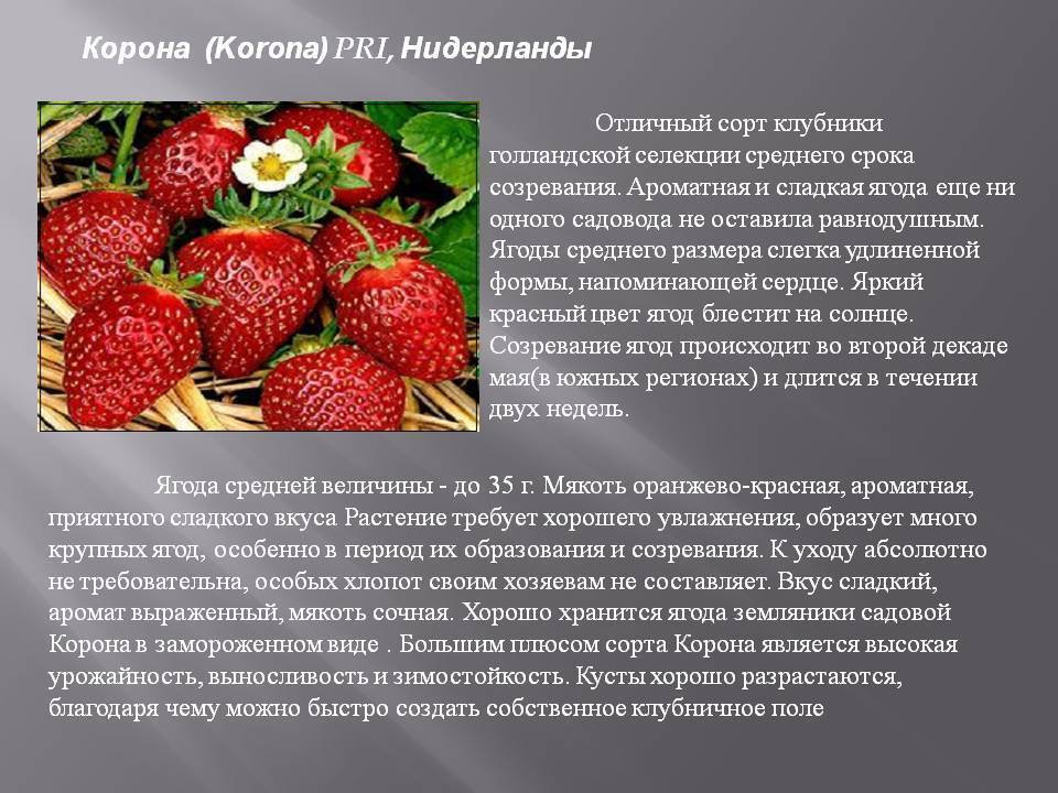 Клубника альба: описание сорта, выращивание и уход :: syl.ru
