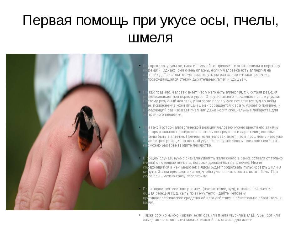Что делать при укусе осы в домашних условиях, первая помощь, чем лечить - medside.ru