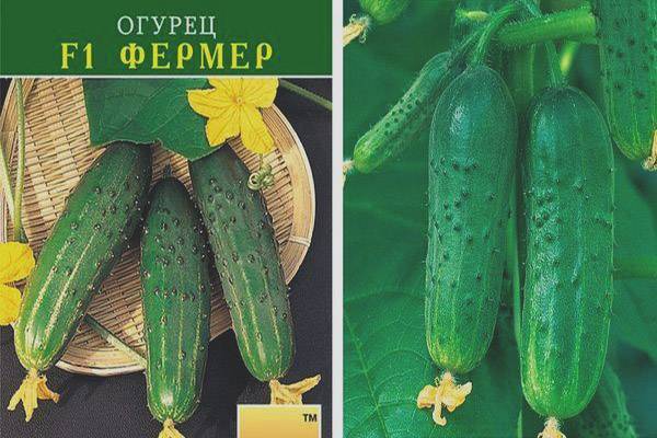 Как выращивать огурцы: подробная инструкция от выбора семян до сбора урожая
