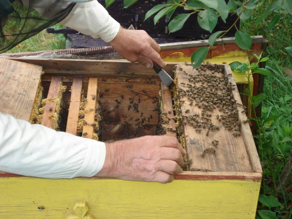 Учебник пчеловода. пчеловодный инвентарь и оборудование пасек