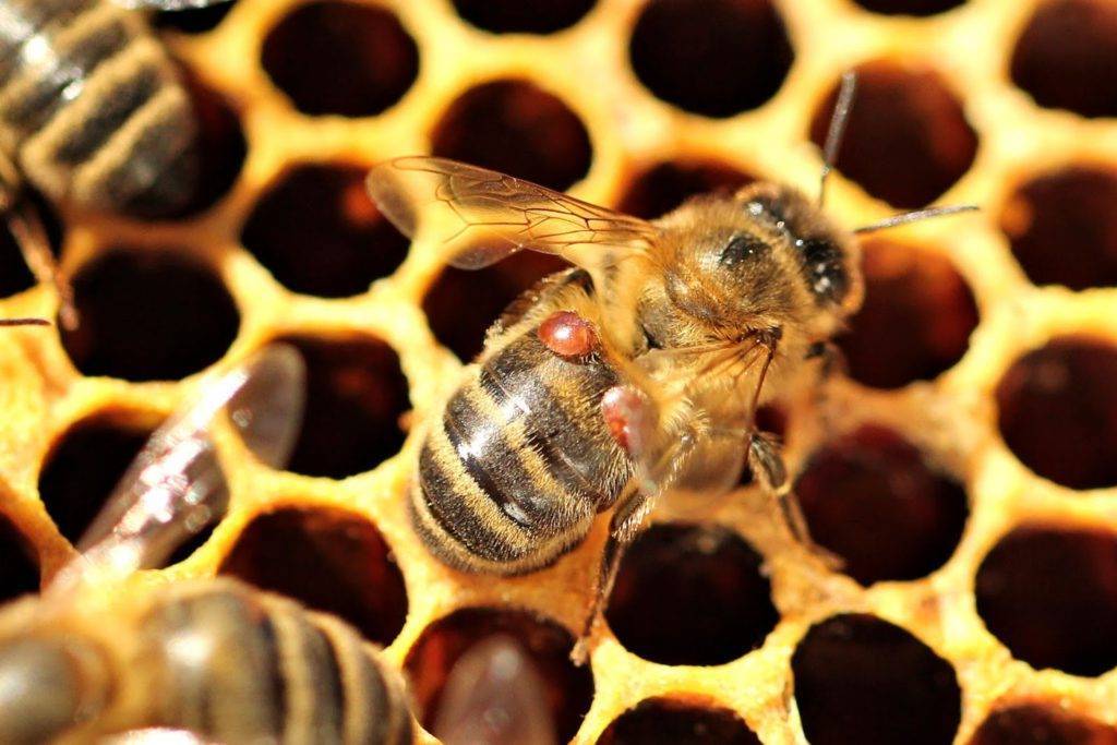 Виды болезней пчел и методы их лечения