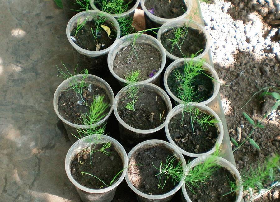 Все о выращивании спаржи в открытом грунте: как сажать и выращивать