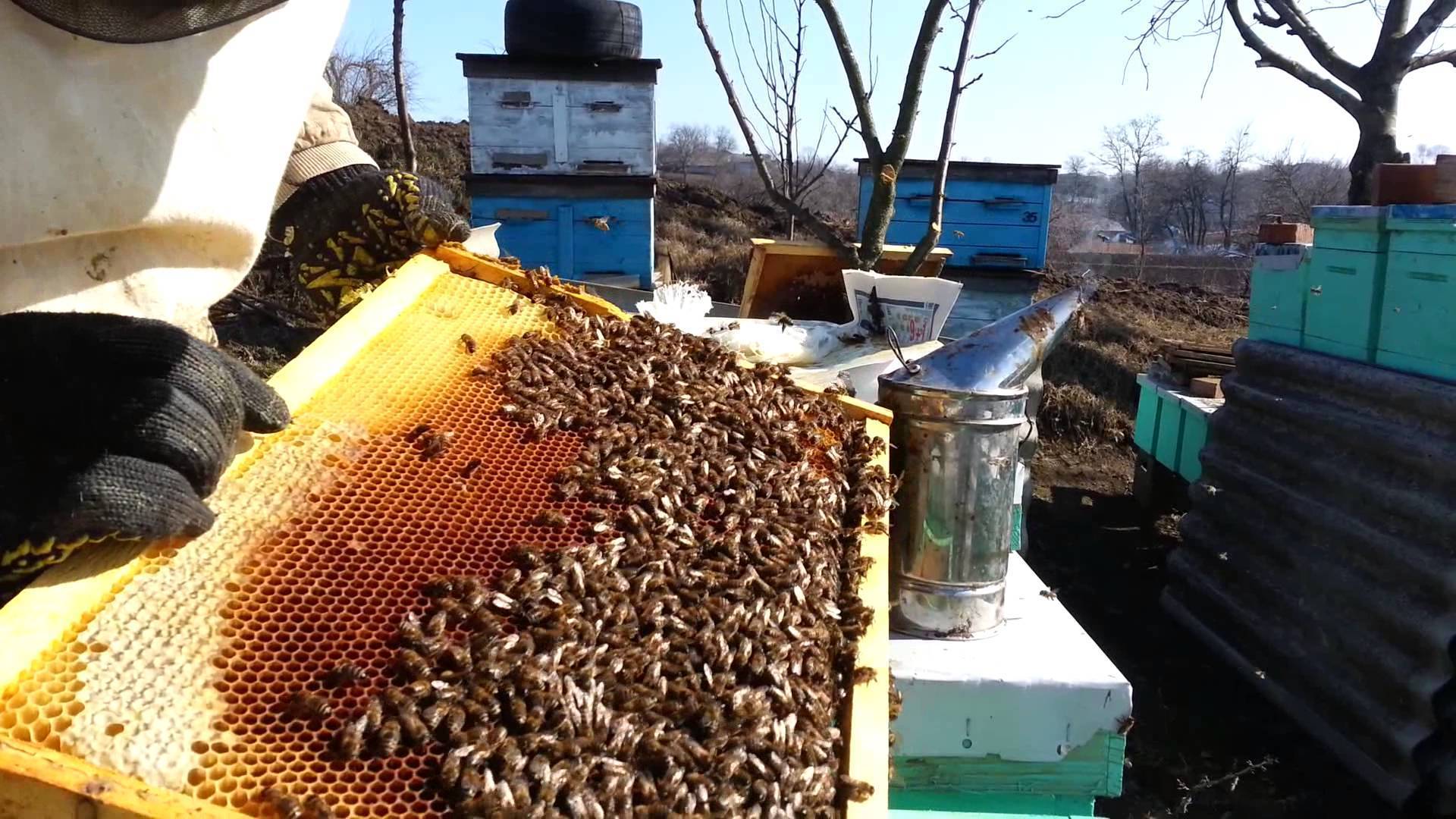 Лечение пчел и профилактическая обработка весной после зимовки