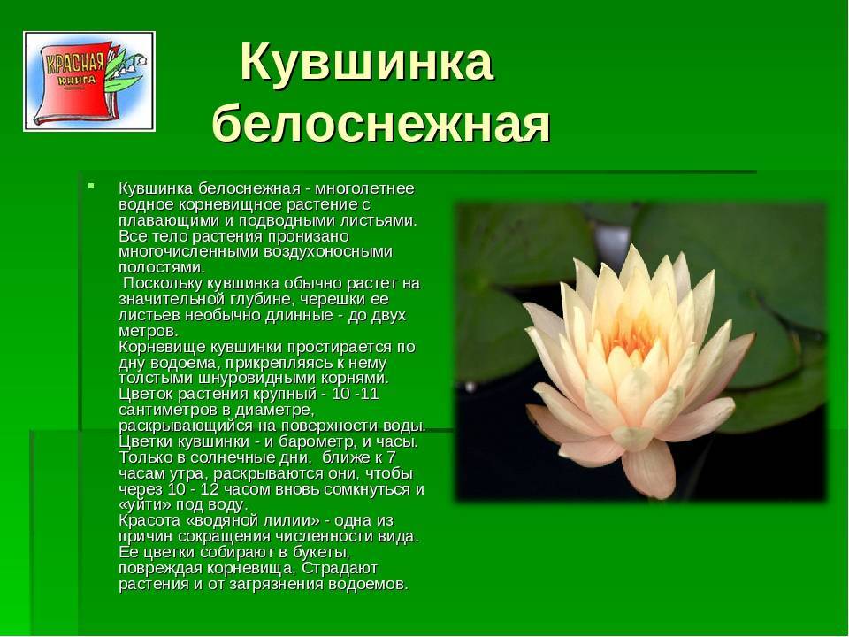 Исчезнувшие растения россии фото и описание