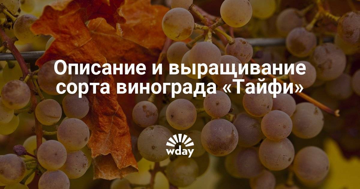 Виноград тайфи где выращивают. описание сорта винограда тайфи | дачная жизнь
