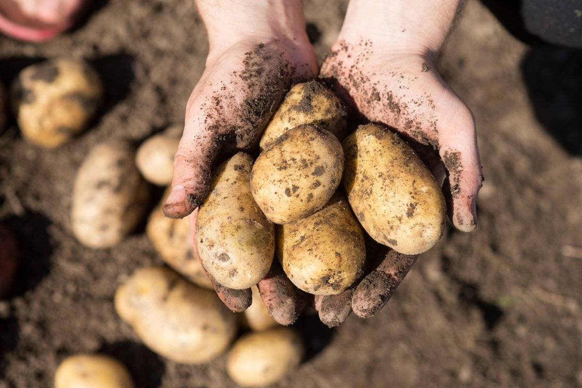 Причины, почему не цветет картофель: что делать