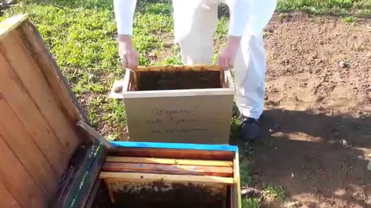 Как пересаживать пчел из пчелопакета