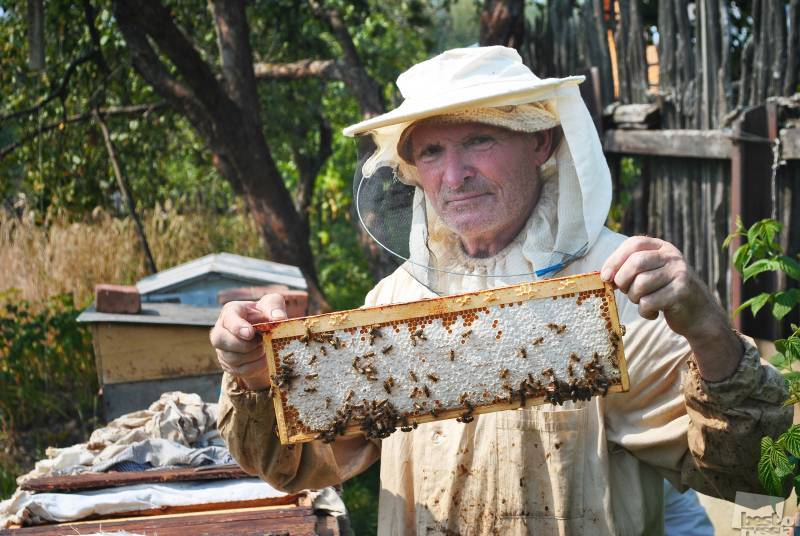 ﻿всемирный день пчёл (world bee day) | весь мир внутри