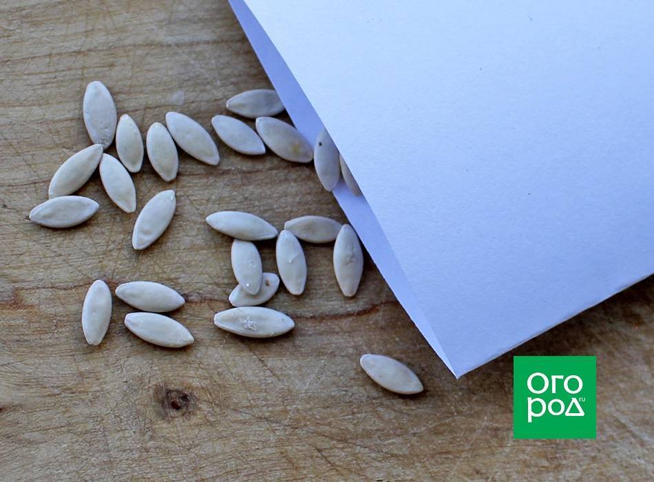 Как собрать семена огурцов в домашних условиях своими руками: сроки и правила
