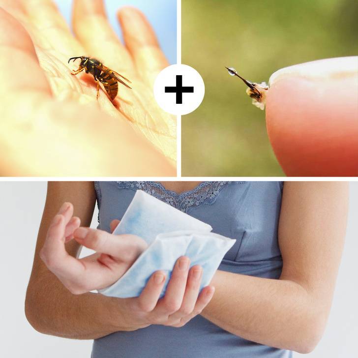 Укус осы: как снять отек, фото и видео обзор чем снять опухоль при укусе в домашних условиях