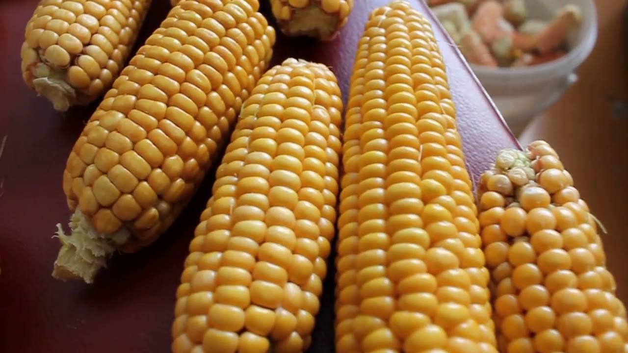 Кукуруза для попкорна: какая нужна, сорта, как приготовить, видео