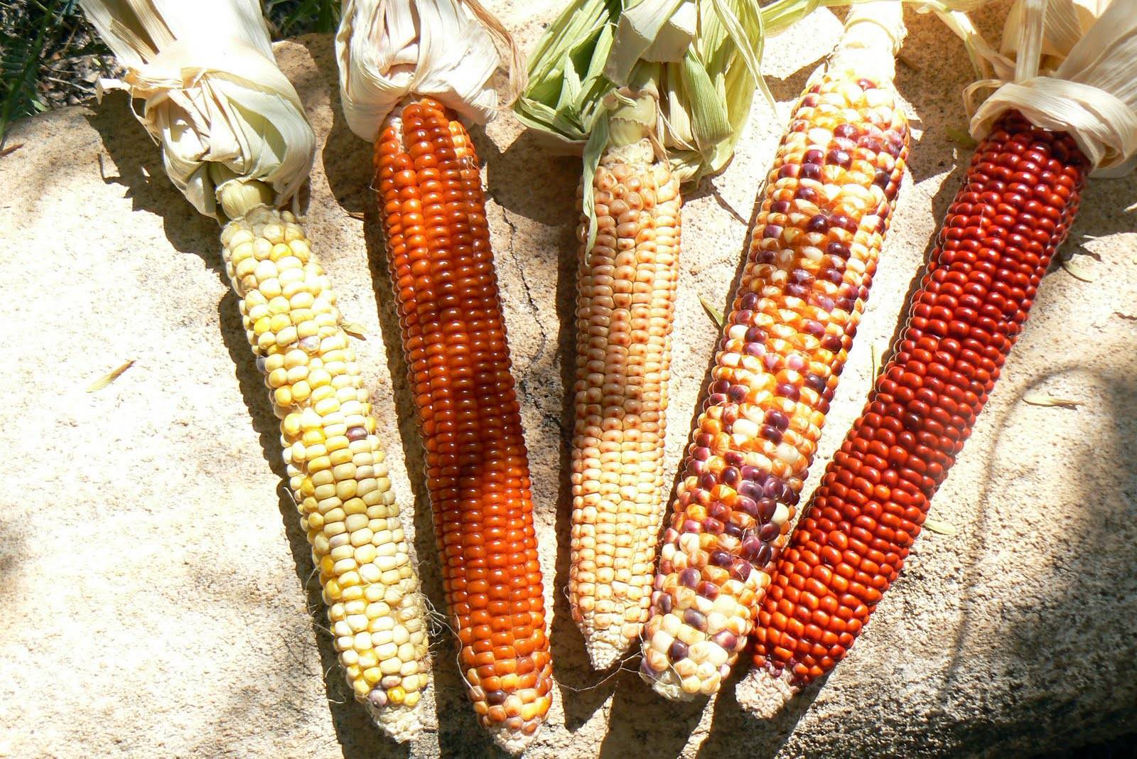Сладкая кукуруза: топ 50 лучших сортов с описанием и выращиванием с фото