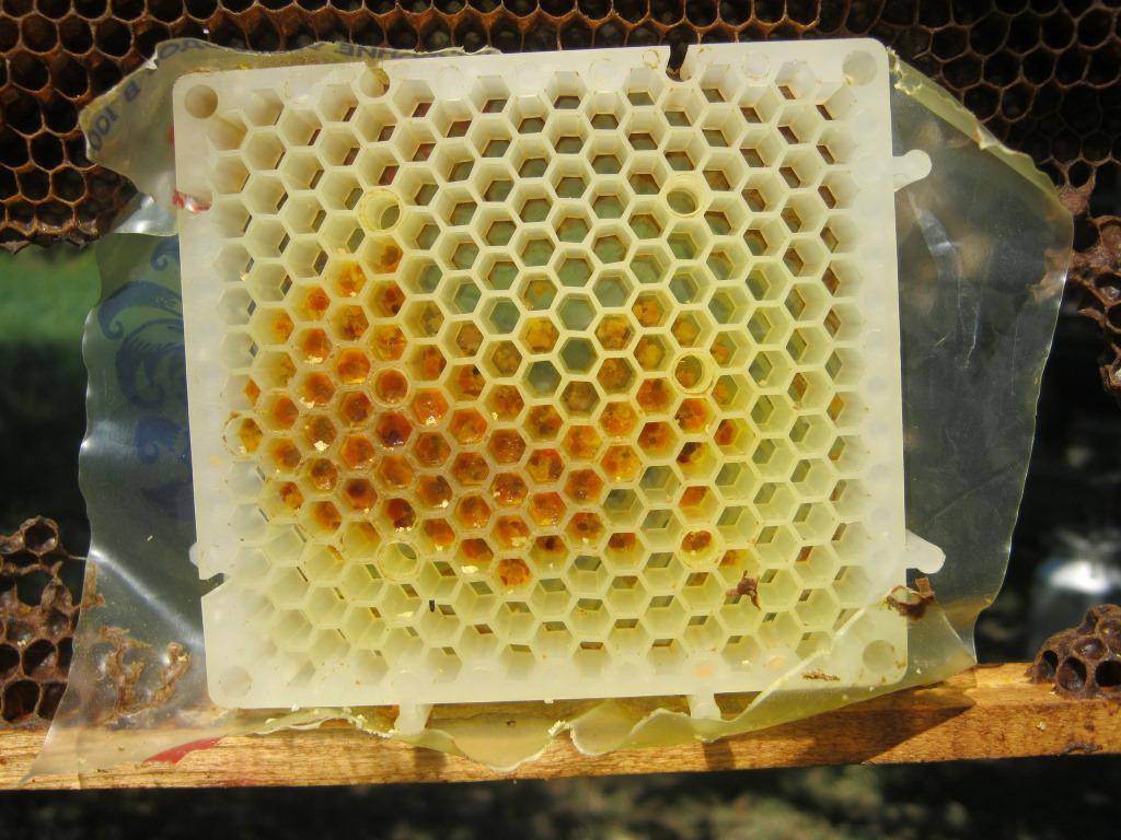 Как пчелы делают соты и для чего они нужны? | parnas42.ru