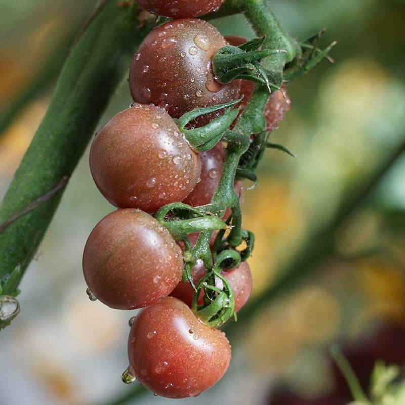 Описание среднеспелого томата Чили и рекомендации по выращиванию помидоров