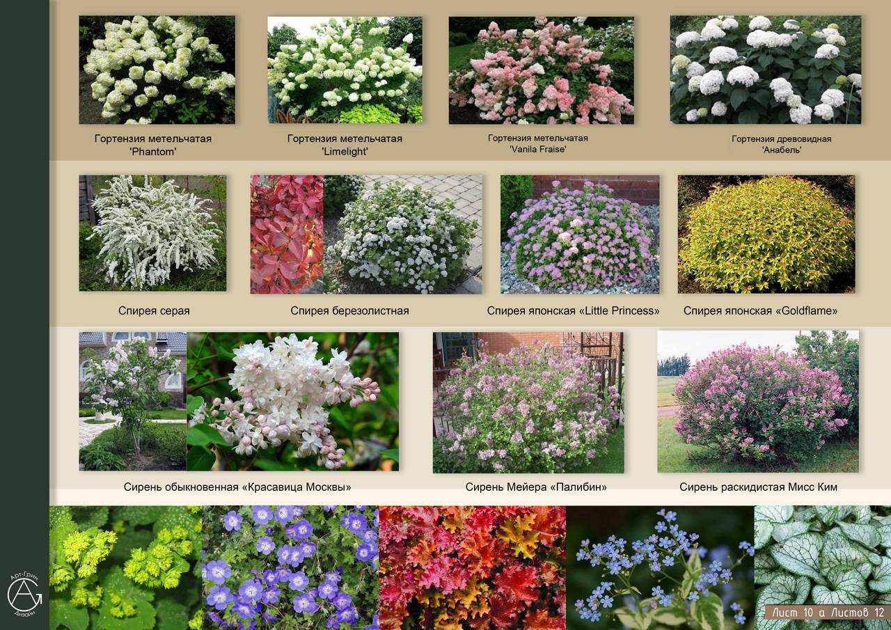 Наиболее известные растения и кустарники с белыми цветами