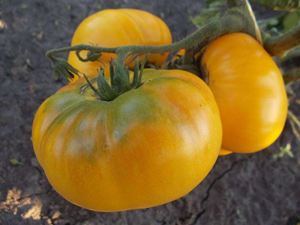 Описание крупноплодного сорта томатов Гигант лимонный и правила выращивания