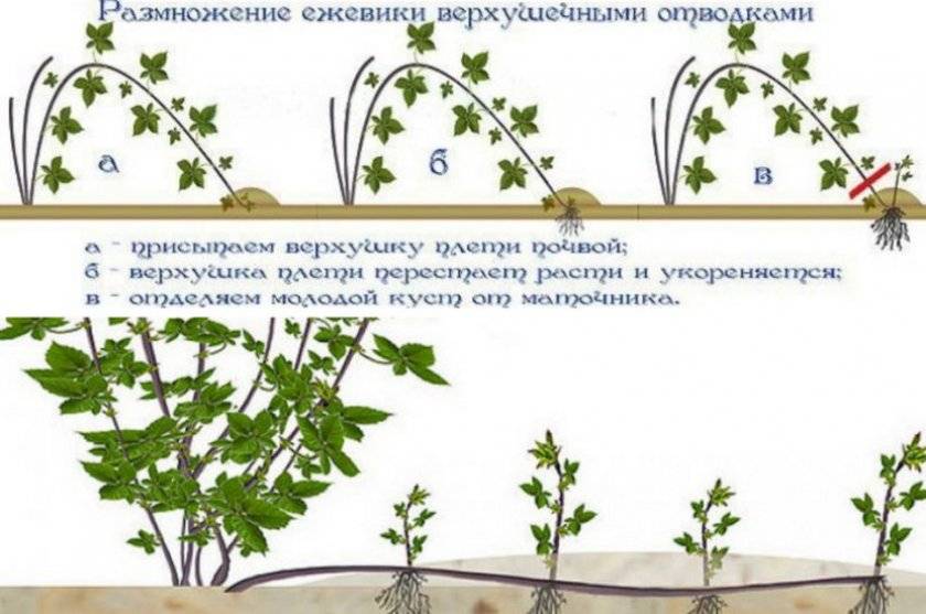 Ежевика: уход и выращивание, размножение и обрезка - sadovnikam.ru