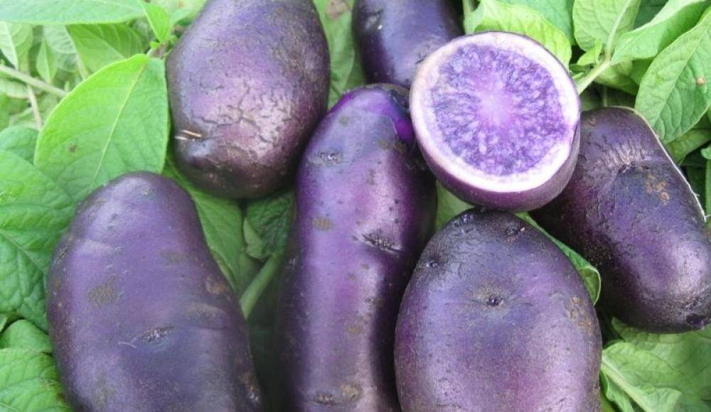 Сорт картофеля гала: характеристики и особенности выращивания, урожайность, сроки уборки