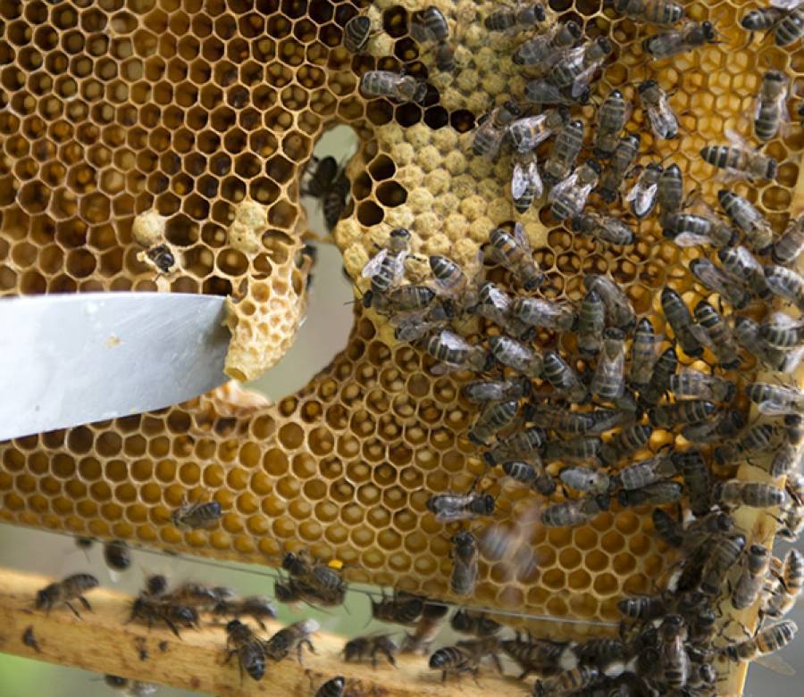 Вывод пчелиных маток