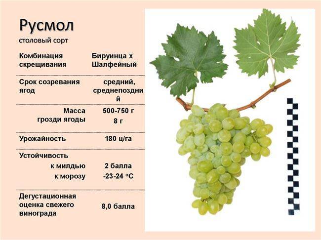 Виноград русбол, описание сорта