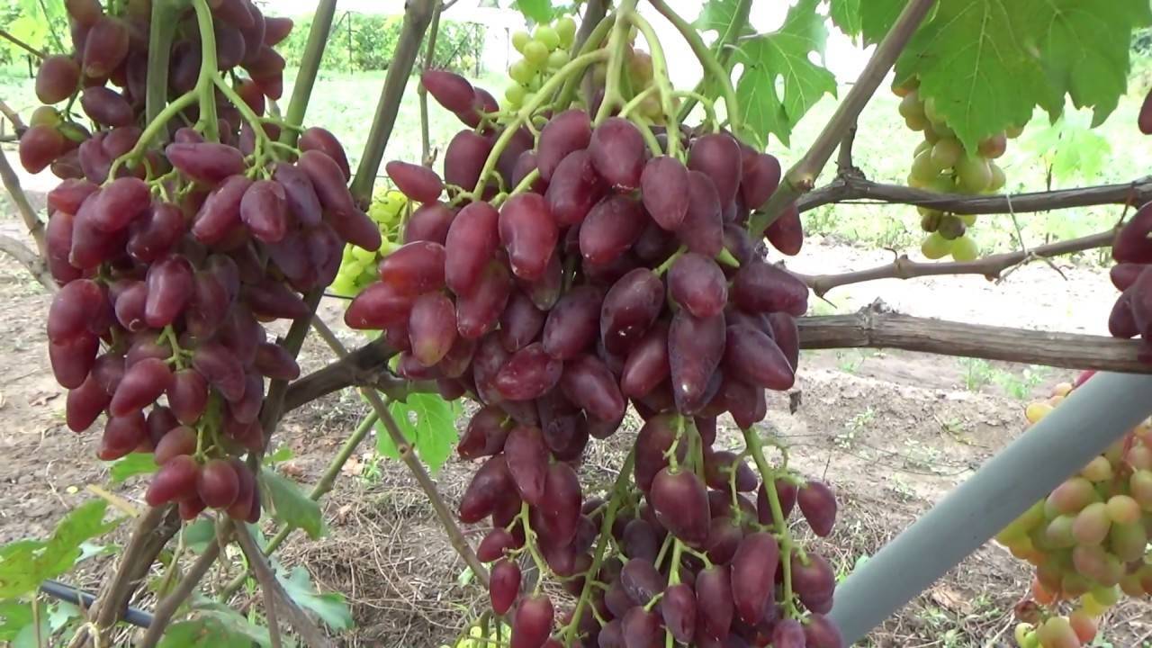 Виноград розовый дубовский: описание и характеристика сорта, выращивание и уход, болезни