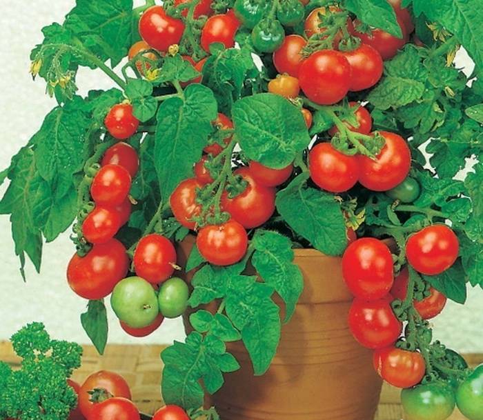 Семена аэлита-агро томат «пуговка» — отзывы