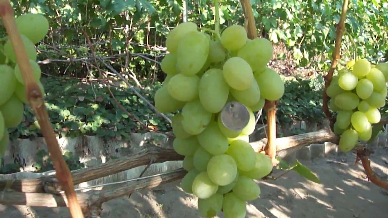 Виноград богатяновский: описание сорта с характеристикой и отзывами, особенности посадки и выращивания, фото