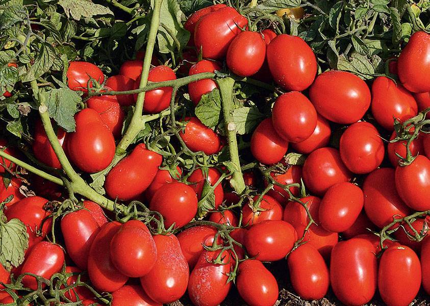 Топ-10 лучших сортов томатов для открытого грунта – рейтинг 2022 года