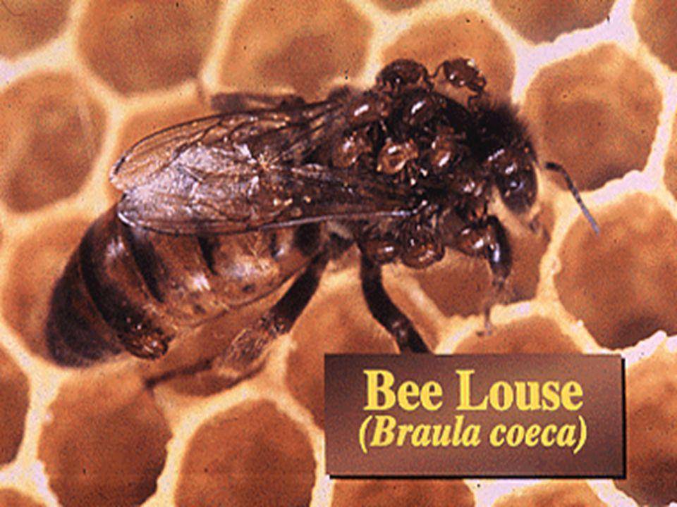 Браулез пчел: диагностика, лечение и профилактика